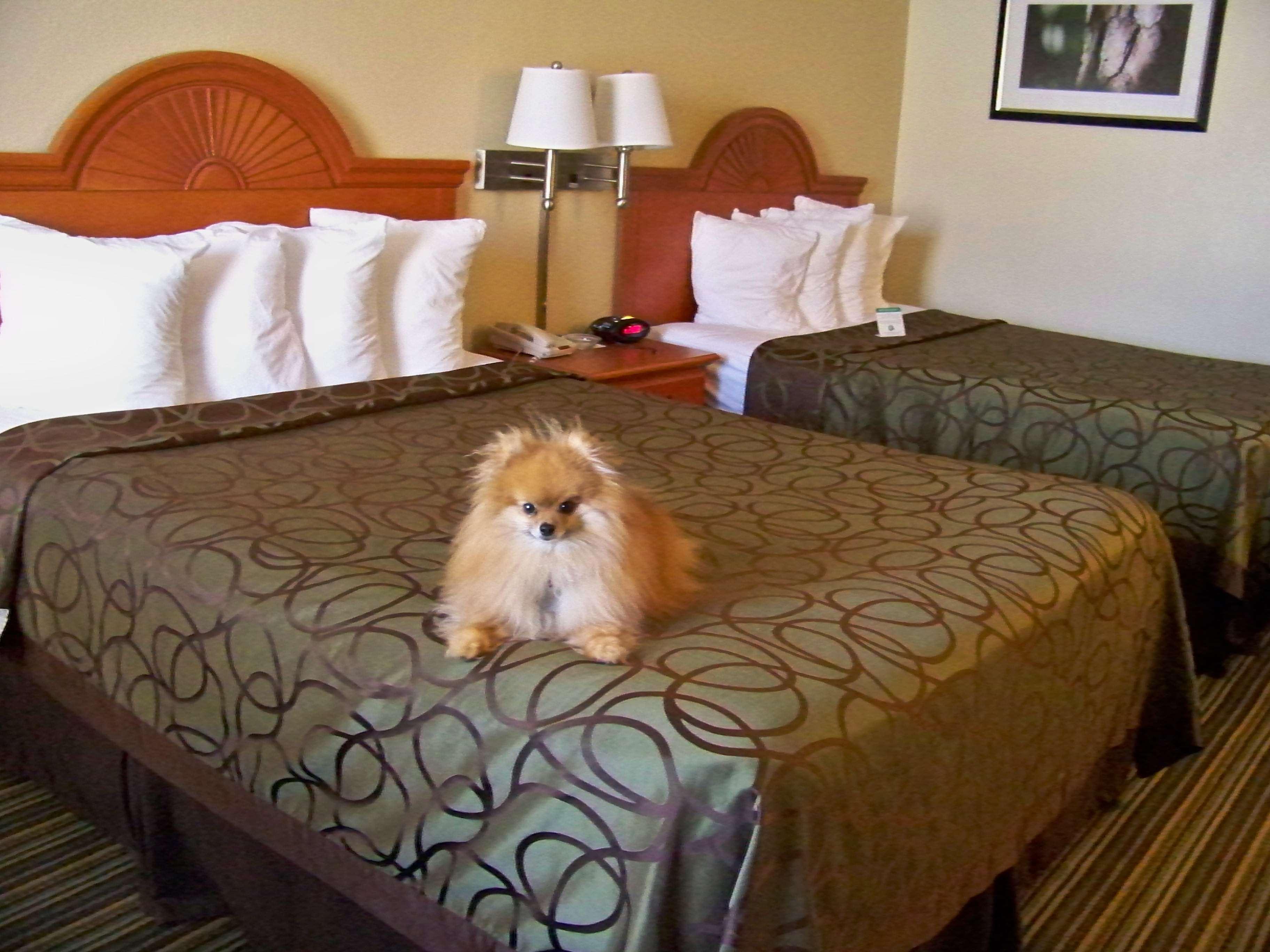 Best Western Of Murphy Buitenkant foto