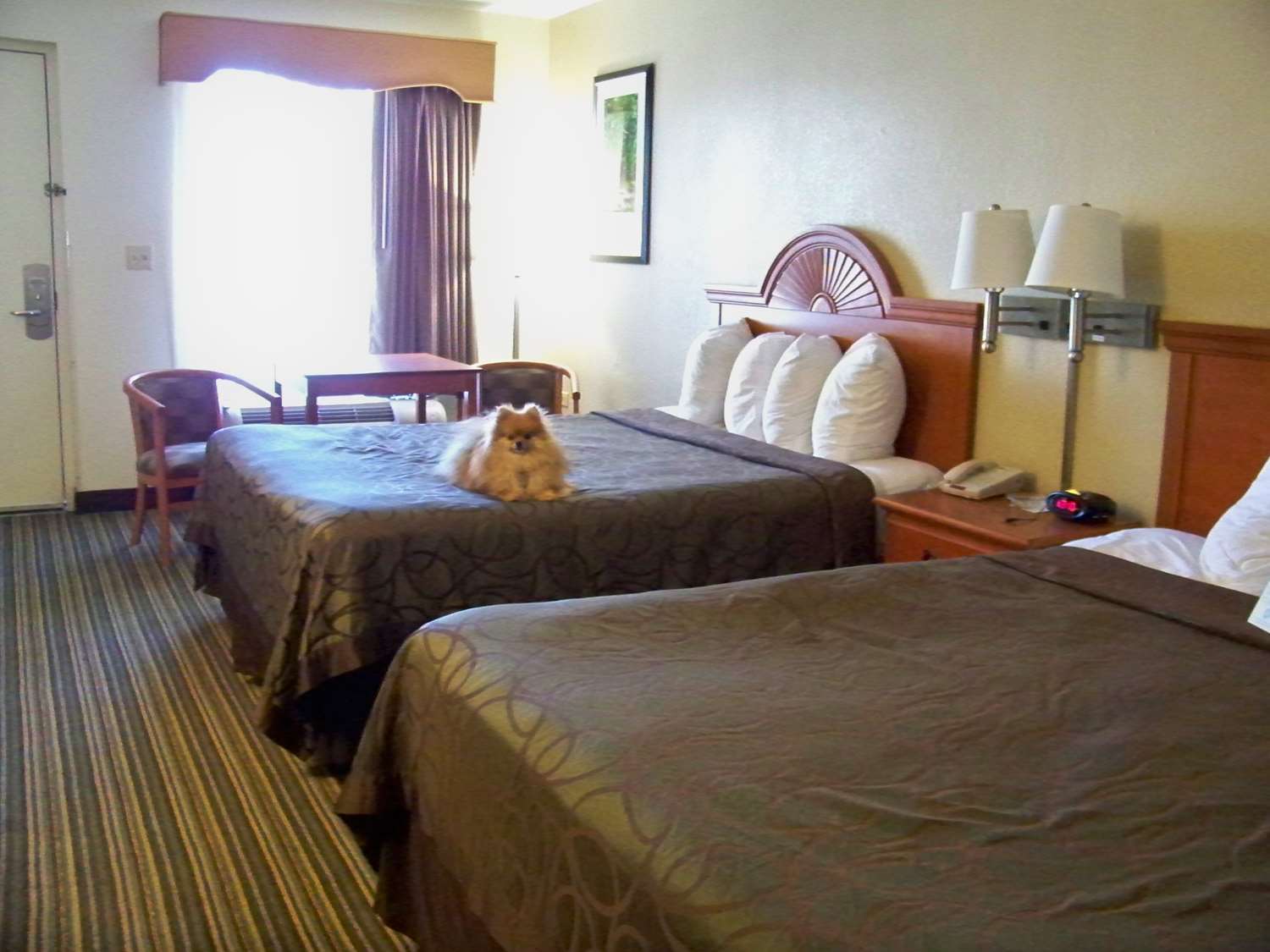 Best Western Of Murphy Buitenkant foto
