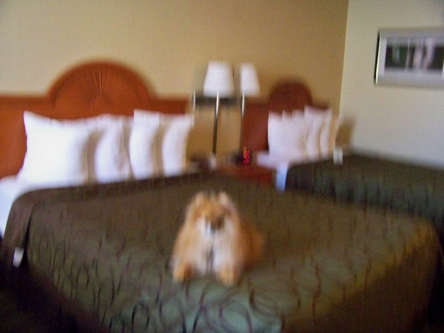 Best Western Of Murphy Buitenkant foto